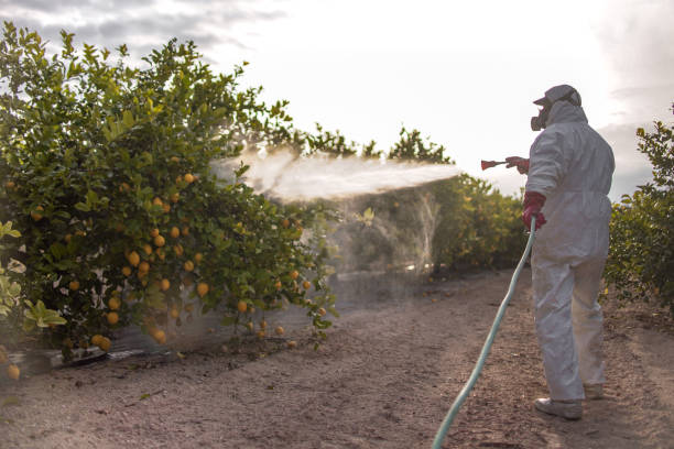 Best Wasp Removal Services  in Lake Royale, NC