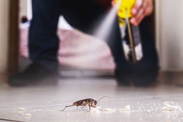 Best Flea Control Services  in Lake Royale, NC